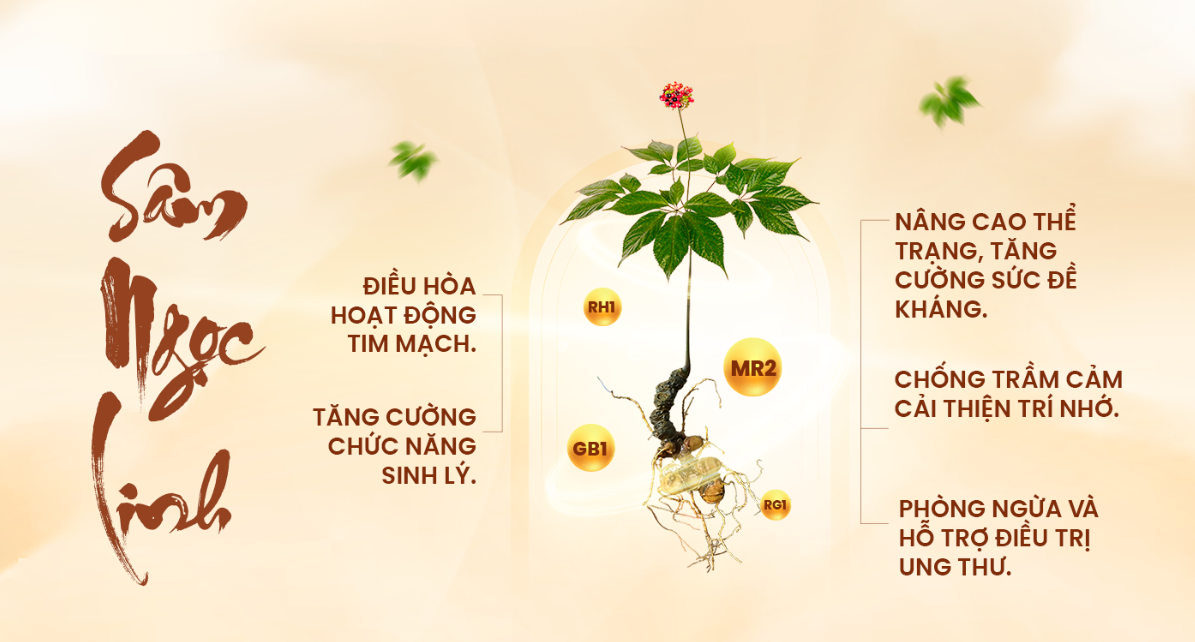 giá sâm Ngọc Linh Quảng Nam TRIMICO